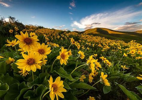 Yellow Balsamroot Wildflower Hillside Utah Landscape Photography