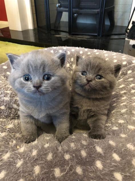 British Shorthair Kittens Blue Sold In Colchester Essex Gumtree