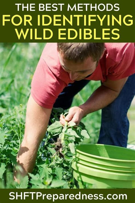 The Best Methods For Identifying Wild Edibles Shtfpreparedness Wild