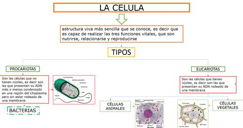 Top 83 Imagen Mapa Mental De La Celula Eucariota Viaterramx