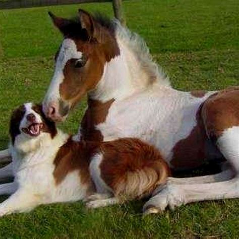 brown  white horse  dog horses  dogs horses cute animals