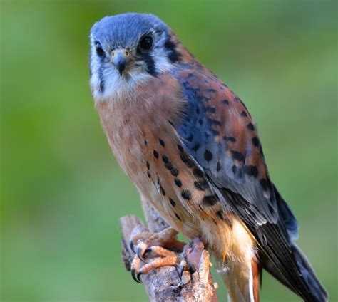 They are silent predators from the sky, swooping down with speed, precision and our team is comprised of a group of biologists and falconers on vancouver island, who created the raptors to bring people closer to birds of prey. Birding Is Fun!: The Beauty of an American Kestrel