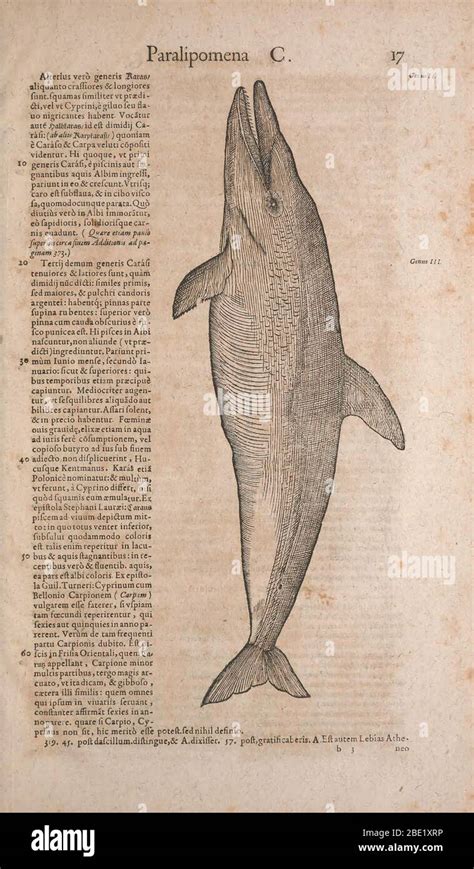 Historia Animalium Historia De Los Animales Publicado En 15511558