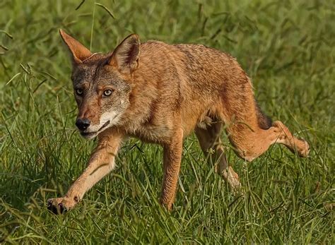 2 Major Studies Underway In Georgia Alabama Involving Coyote Research