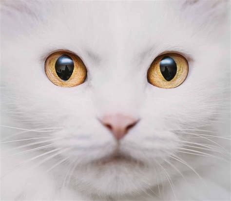 Blue eyes are associated with all kittens under 6 8 weeks of age. Cat Eye Colors - An Amazing Range Of Shades | Cat eye ...