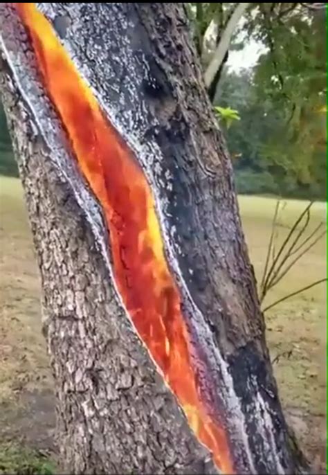 Tree Burning From The Inside After Strike Lightning Strikes Cool Photos Amazing Nature