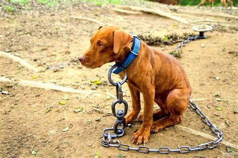 Perros Encadenados El Maltrato Animal Culturalmente Aceptado Hoy En