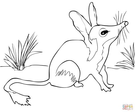 Australian Bilby Coloring Page Free Printable Coloring Pages