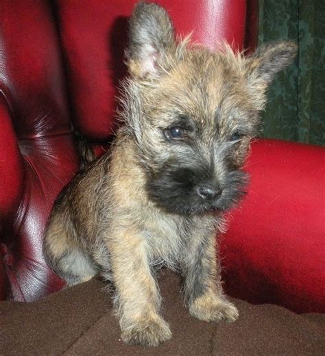 Cairn Terrier Puppies For Sale Oswestry Shropshire Pets4homes