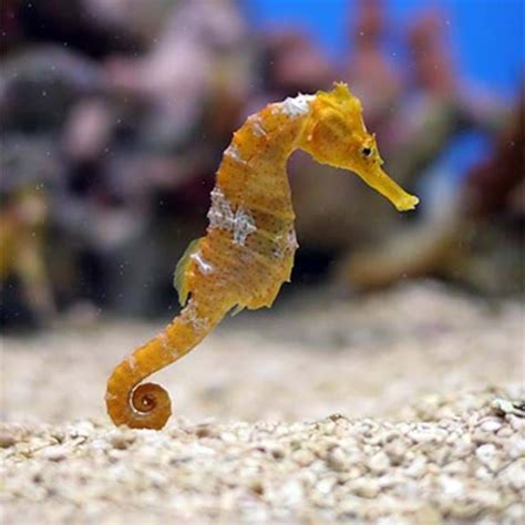 Seahorse Kingdom Sea Life Bangkok Ocean World