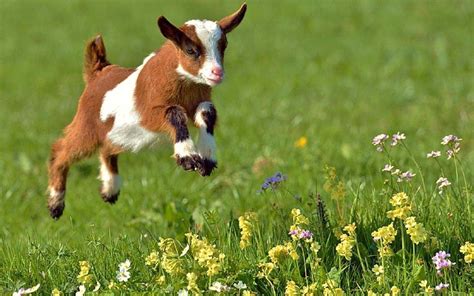 Psbattle A Happy Jumping Baby Goat Rphotoshopbattles