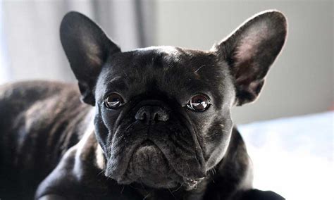 French bulldogs are a awesome little bundles of love, but make no mistake french bulldogs bark. 3 Common French Bulldog Health Problems That Every Owner ...