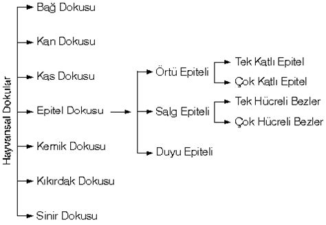 1.bitkisel dokular 2.hayvansal dokular bitkisel dokuların sınıflandırılması. Hayvansal Dokular - Genel Biyoloji