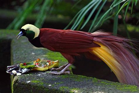 The World S Most Beautiful Exotic Birds