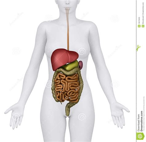 A collection of anatomy notes covering the key anatomy concepts that medical students need to learn. Female Abdominal Organs Isolated Stock Illustration - Illustration of biliary, abdomen: 19575553