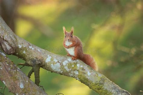 Red Squirrel Scotland Stock Image Image Of Whiskers 275659483