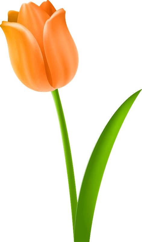 Orange Tulip On The Stem Clipart Free Download Transparent Png