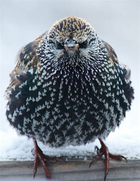 European Starling With Winter Plumage Pet Birds Bird Photography