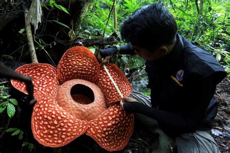 World S Largest Flower Found A Four Foot Wide Rafflesia