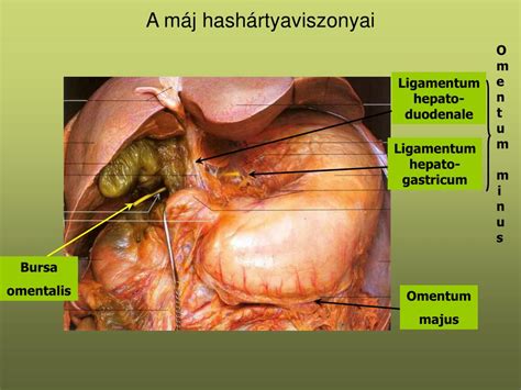Teilt die leber in einen linken und rechten lappen. PPT - A máj és a hasnyálmirigy anatómiája PowerPoint ...