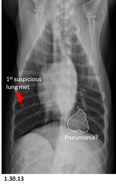 The treatment of malignant tumors in dogs is a difficult decision to make for owners and understandable, we all want our favorite companions to live long, healthy lives with no. Dog Lung Cancer Xray - Goldenacresdogs.com