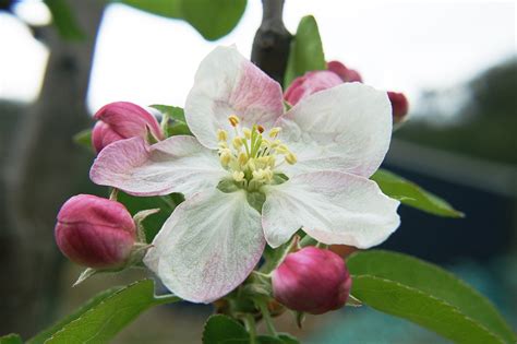 Apple Blossom Фото Telegraph