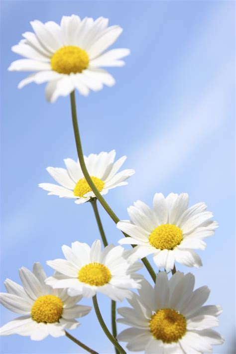 White Daisies With Yellow Centers Against A Blue Sky