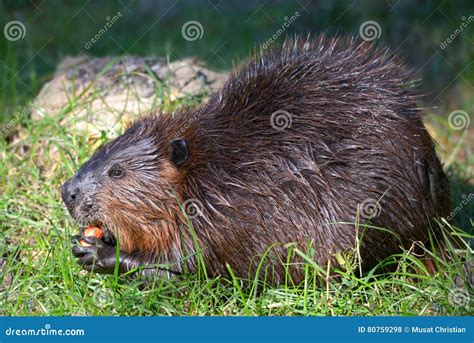 North American Beaver Eating Vegetable Stock Photo Image Of Closeup