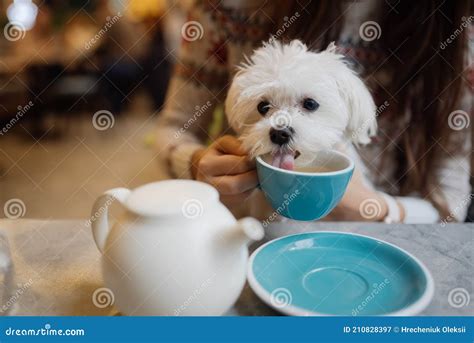 Beautiful Woman Is Holding Her Cute Dog Drinking Coffee In Cafe Stock
