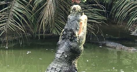 Lompatan tinggi buaya untuk dapatkan makanan ketika masa makan. Boleh tengok rahang buaya depan depan di Taman Buaya Jong ...