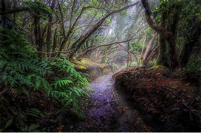 Forest Tropical Rainforest Misty Path Wallpapers Fog