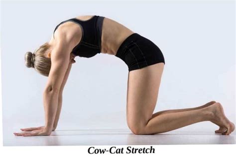 How To Do Cat Cow Pose In Yoga Examsector
