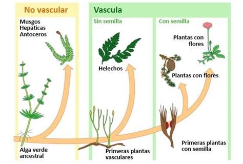 Reino Vegetal Características Y Clasificación De Las Plantas