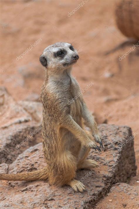 Meerkat Suricata Suricatta Standing Rocky Surface Stock Photo Spon