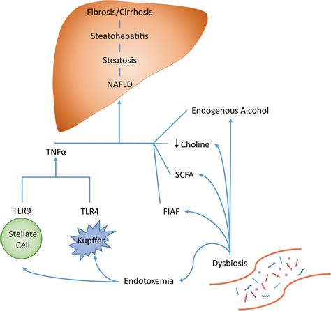 Fatty Liver Disease And Gut Microbiota A Comprehensive Update