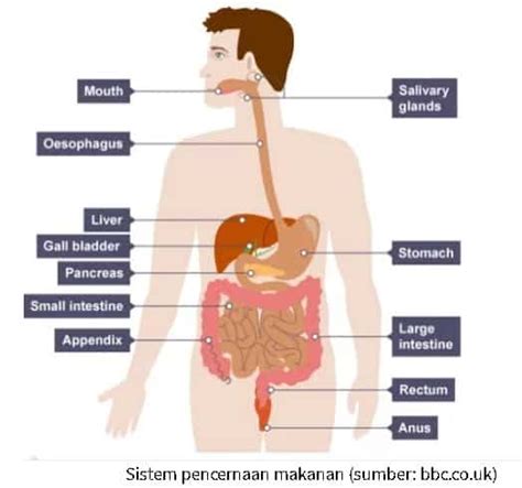 8 Anatomi Sistem Pencernaan Pada Manusia Cara Kerja Gangguan