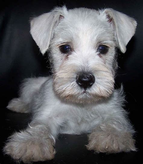 Merle schnauzers in the world. Cute Puppy Dogs: White Miniature Schnauzer Puppies