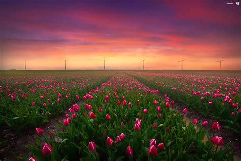 Holandia Keukenhof Pole Tulipany Wiatraki Zachód Słońca Zdjęcia