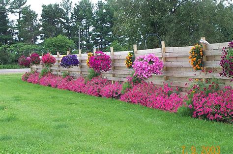 Several vines and perennials may also be used as groundcovers. annual flowers