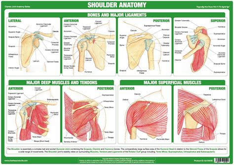 Shoulder And Elbow Anatomy Poster Shows Anterior Posterior Lateral My