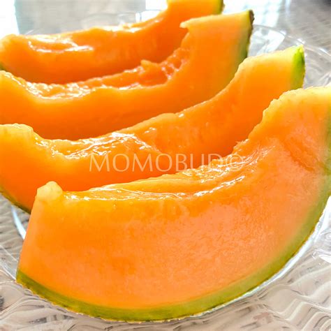 Japanese Quincy Red Melon Small Plus — Momobud