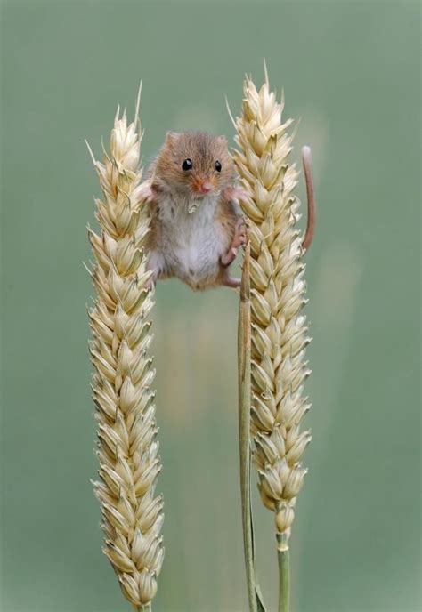 these lovable pictures are a mouse terclass in nature photography as harvest mice frolic in the