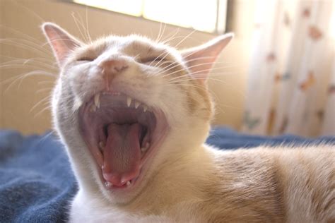 Yawn 2 Data Yawns At Full Yawn I Think If Most Cat Lover Flickr