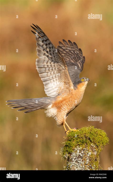 A Male Sparrowhawk Accipiter Nisus Perched On A Tree Stump Spreads