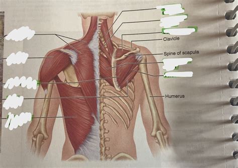 Posterior Trunk Muscles Diagram Quizlet