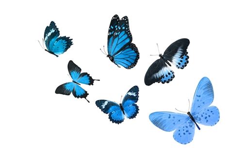 Conjunto De Hermosas Mariposas Azules Vector Vector Premium