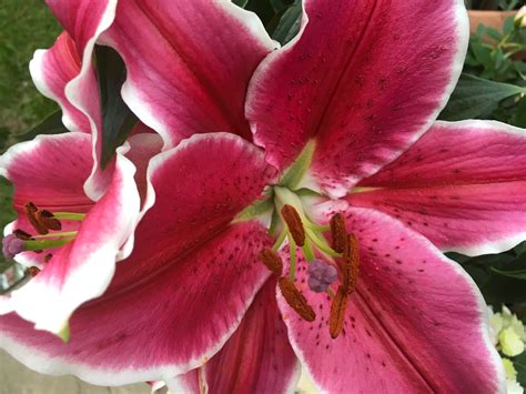 Love Lilies Love Lily Garden Lily