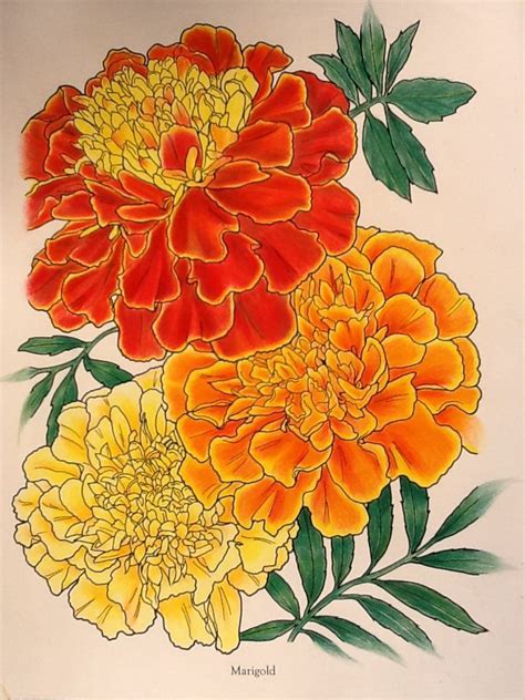 Mexican sunflower seeds, with their deep orange blooms that cover the plant, are an aas winner that earns its name of fiesta del sol flower. Image result for line drawing marigold | Flower art ...