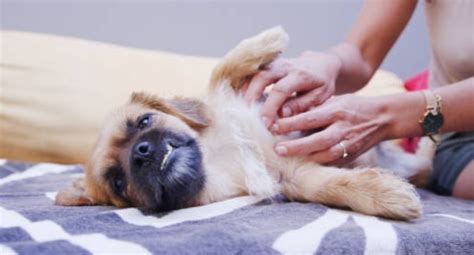 What Could Cause A Dogs Stomach Making Noises Caring Canine