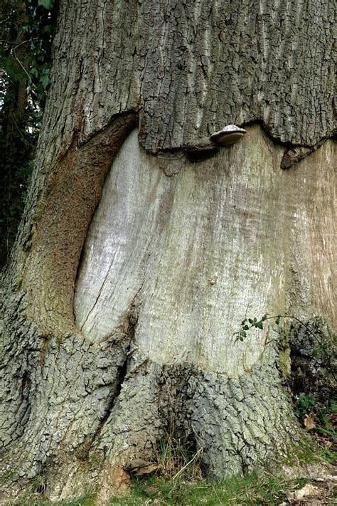 Bark Damage To An Oak Tree Photograph By Chris B Stockscience Photo